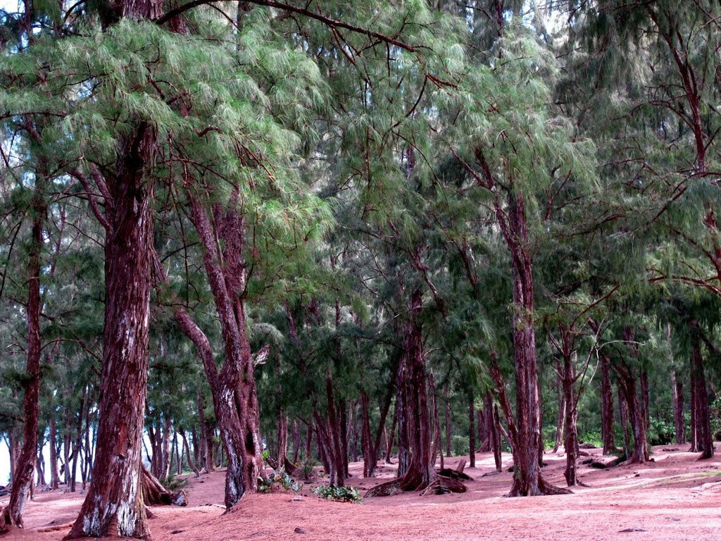 Australian Beach Pine Tree | Premium Seeds | Casuarina equisetifolia | Plants'® - Plants'