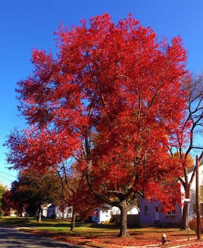 Northern Red Maple Tree | Premium Seeds | Acer rubrum 'Summer' | Plants'® - Plants'