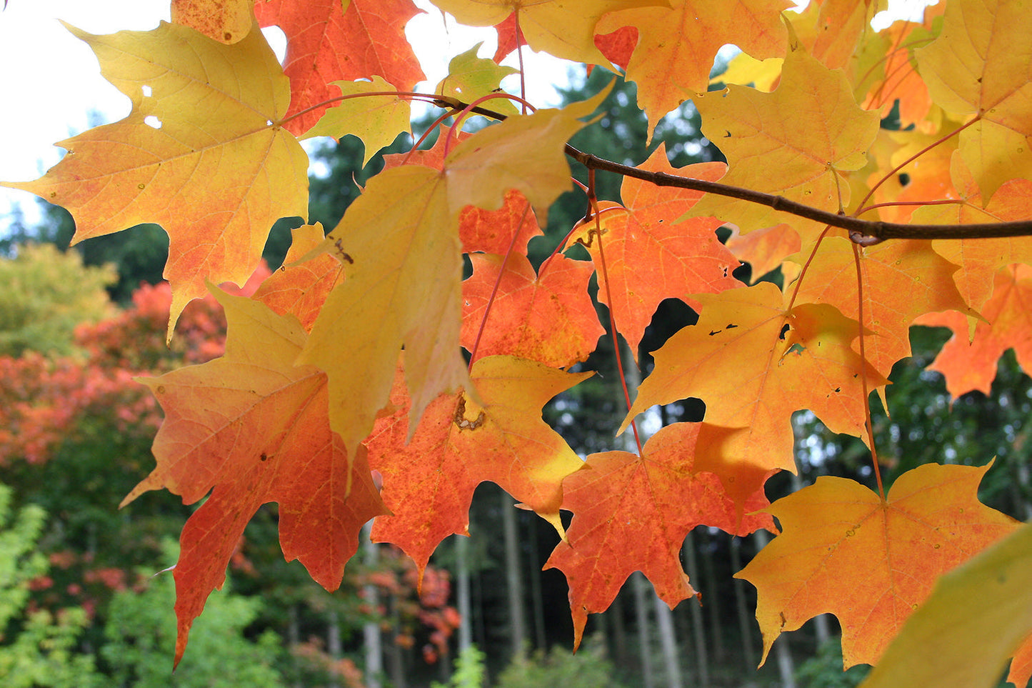 Northern Sugar Maple Tree | Premium Seeds | Acer saccharum 'Summer' |  Plants'® - Plants'