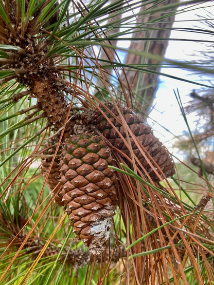 Slash Pine Tree | Premium Seeds | Pinus elliottii | Plants'® - Plants'