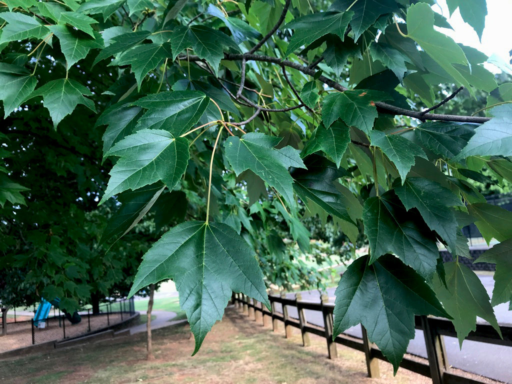 Trident Maple Tree | Premium Seeds | Acer buergerianum 'Summer' | Plants'® - Plants'