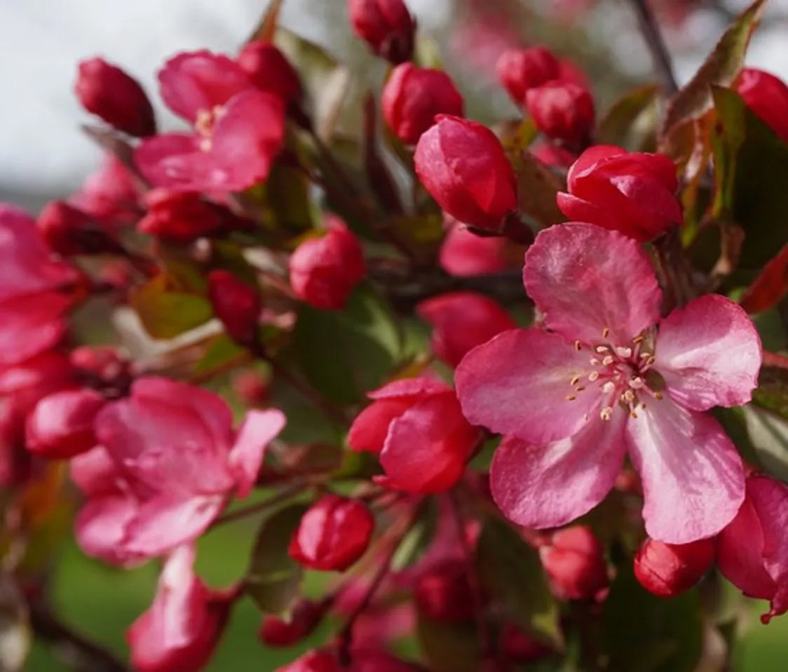 French Wild Apple | Premium Seeds | Malus sylvestris 'Fruit' | Plants'® - Plants'