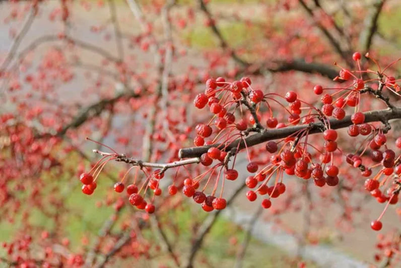 Sargent's Crabapple | Premium Seeds | Malus sargentii 'Fruit' | Plants'® - Plants'