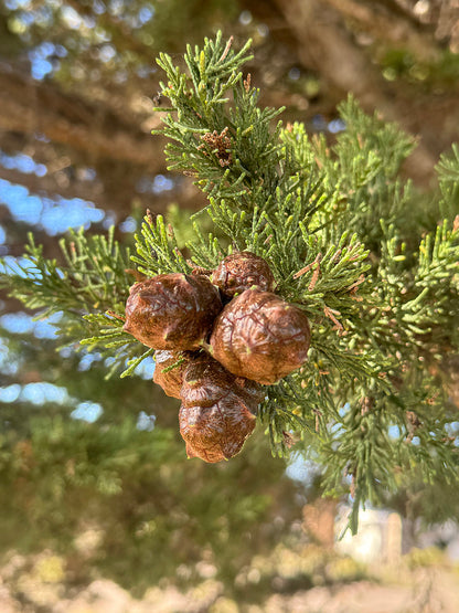 California Cypress Tree | Premium Seeds | Cupressus macrocarpa | Plants'® - Plants'