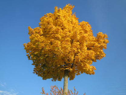 Norway Maple Tree | Premium Seeds | Acer platanoides 'Summer' | Plants'® - Plants'