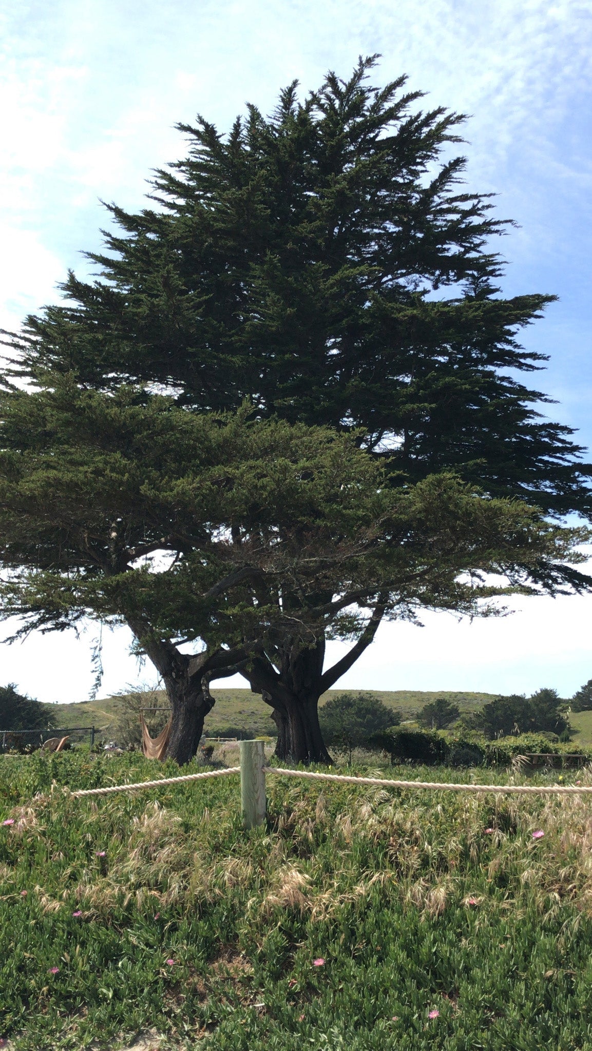 Monterey Cypress Tree | Premium Seeds | Cupressus macrocarpa | Plants'® - Plants'