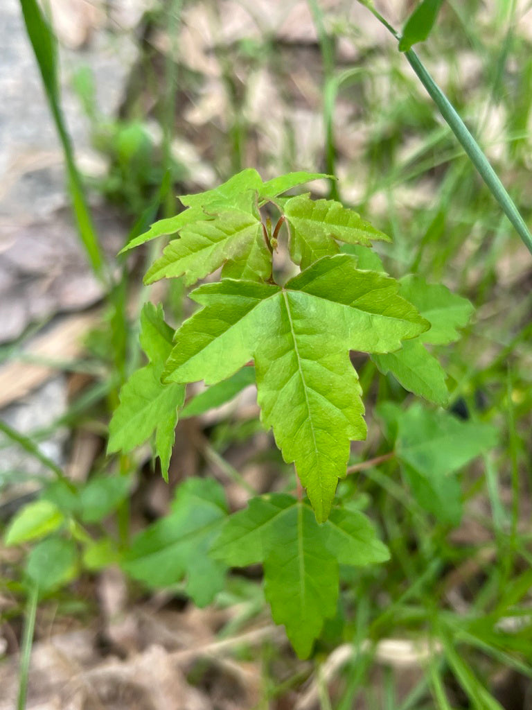 Trident Maple Tree | Premium Seeds | Acer buergerianum 'Summer' | Plants'® - Plants'