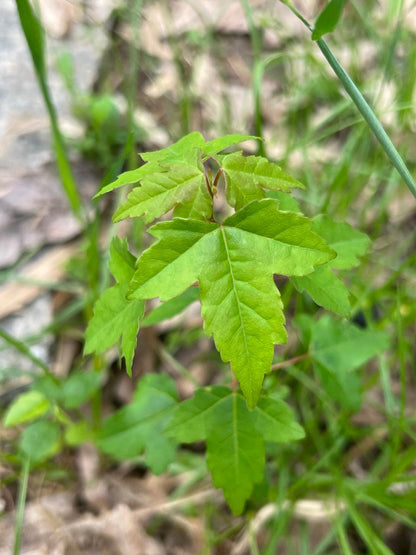 Trident Maple Tree | Premium Seeds | Acer buergerianum 'Summer' | Plants'® - Plants'