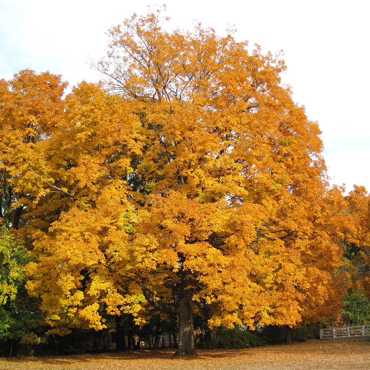 Northern Sugar Maple Tree | Premium Seeds | Acer saccharum 'Summer' |  Plants'® - Plants'