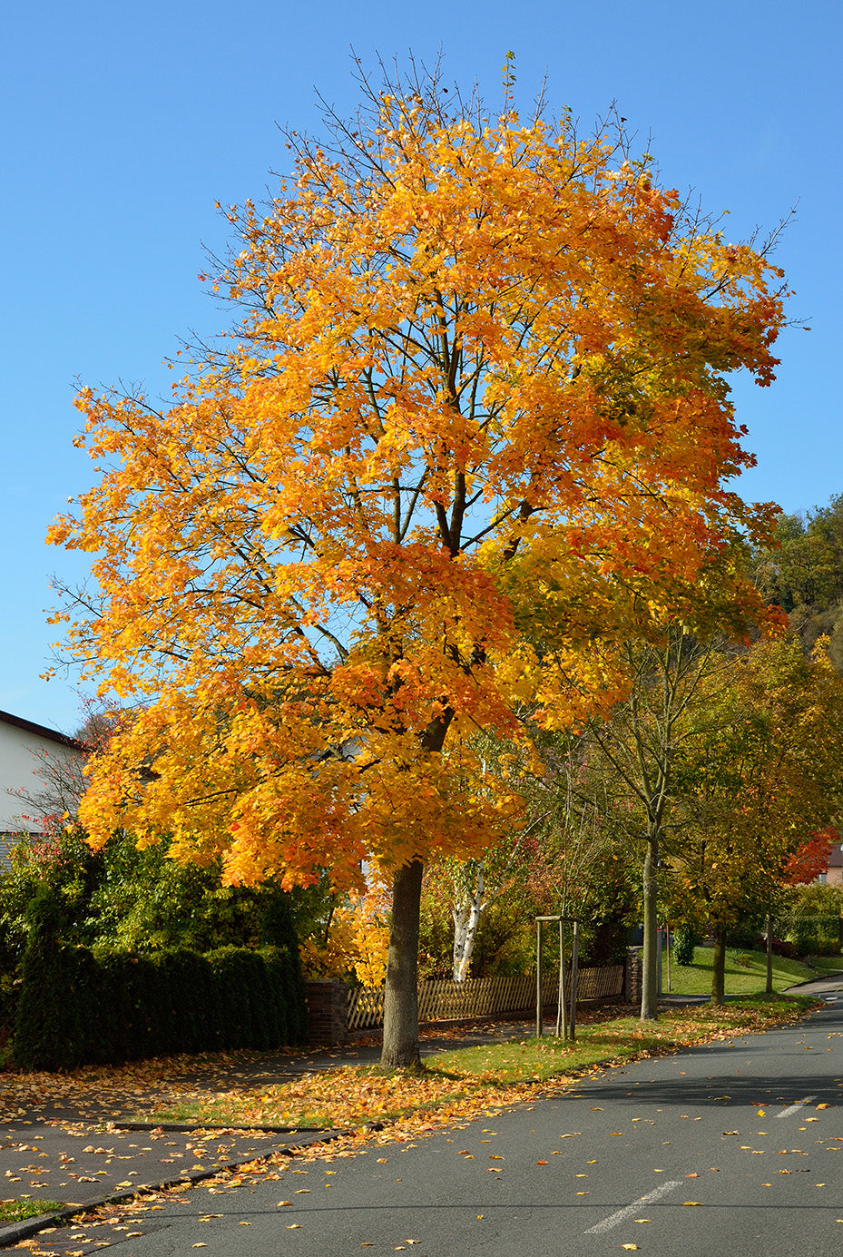 Norway Maple Tree | Premium Seeds | Acer platanoides 'Summer' | Plants'® - Plants'