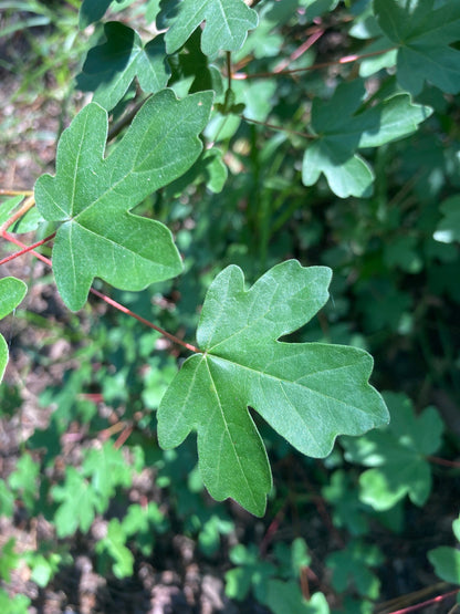 Field Maple Tree | Premium Seeds | Acer campestre 'Fall' | Plants'® - Plants'