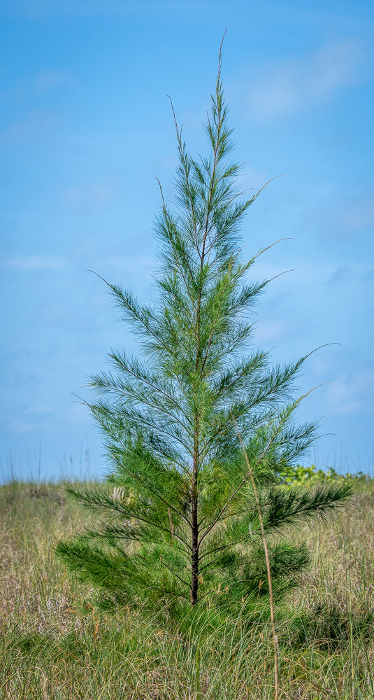 Australian Beach Pine Tree | Premium Seeds | Casuarina equisetifolia | Plants'® - Plants'