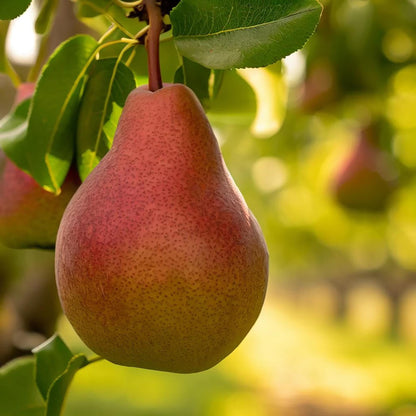 European Pear | Premium Seeds | Pyrus communis 'Fruit' | Plants'® - Plants'