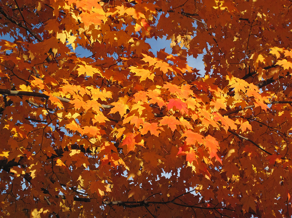 Northern Sugar Maple Tree | Premium Seeds | Acer saccharum 'Summer' |  Plants'® - Plants'