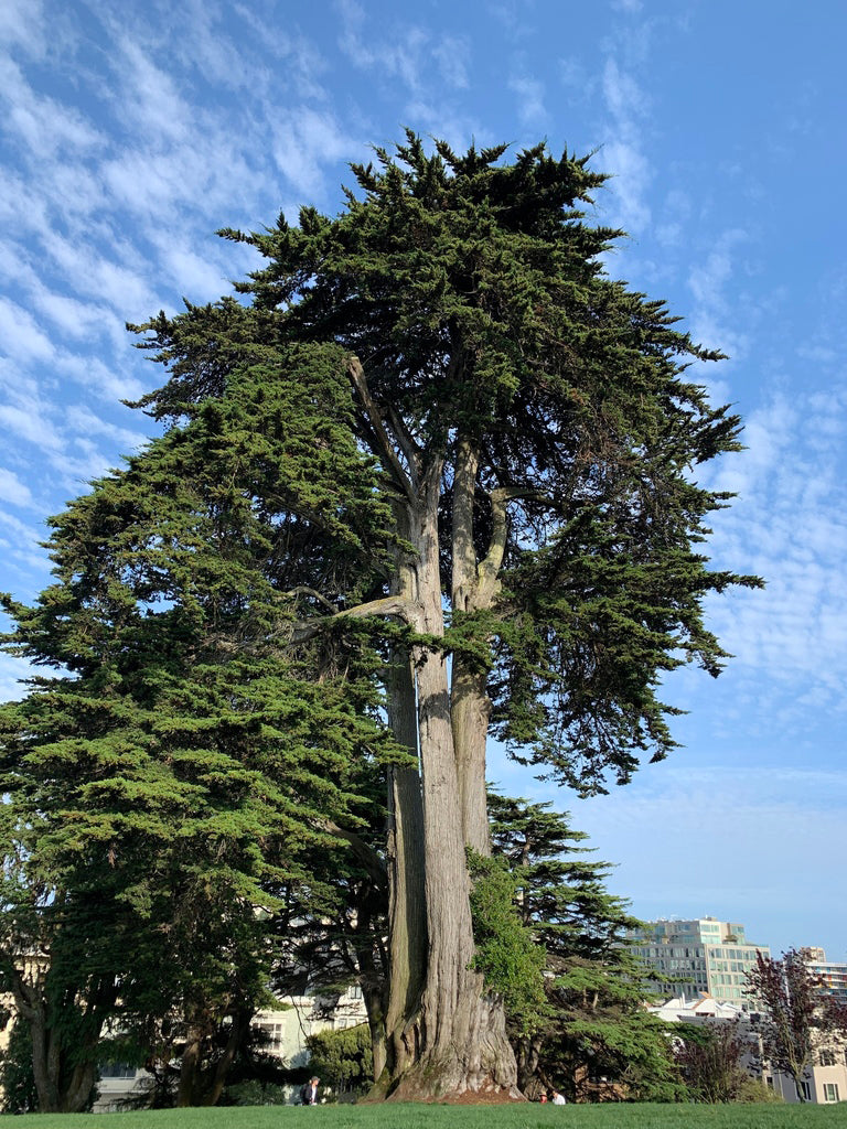 Monterey Cypress Tree | Premium Seeds | Cupressus macrocarpa | Plants'® - Plants'