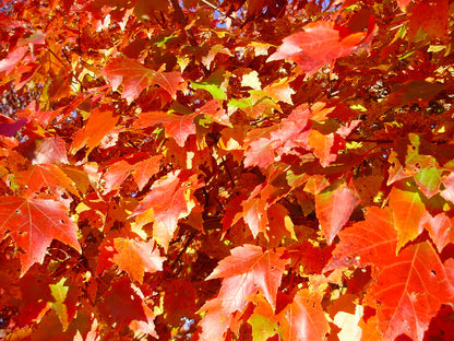 Southern Red Maple Tree | Premium Seeds | Acer rubrum 'Summer' | Plants'® - Plants'