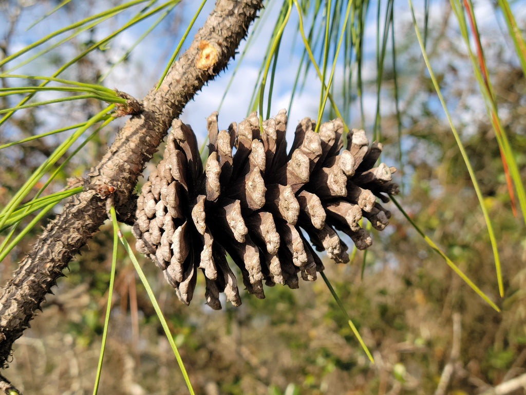 Slash Pine Tree | Premium Seeds | Pinus elliottii | Plants'® - Plants'