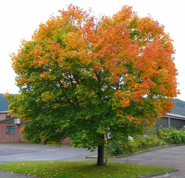 Norway Maple Tree | Premium Seeds | Acer platanoides 'Summer' | Plants'® - Plants'