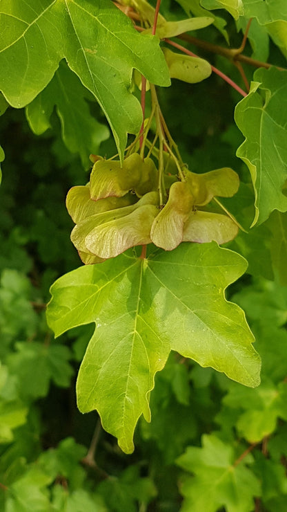 Field Maple Tree | Premium Seeds | Acer campestre 'Fall' | Plants'® - Plants'