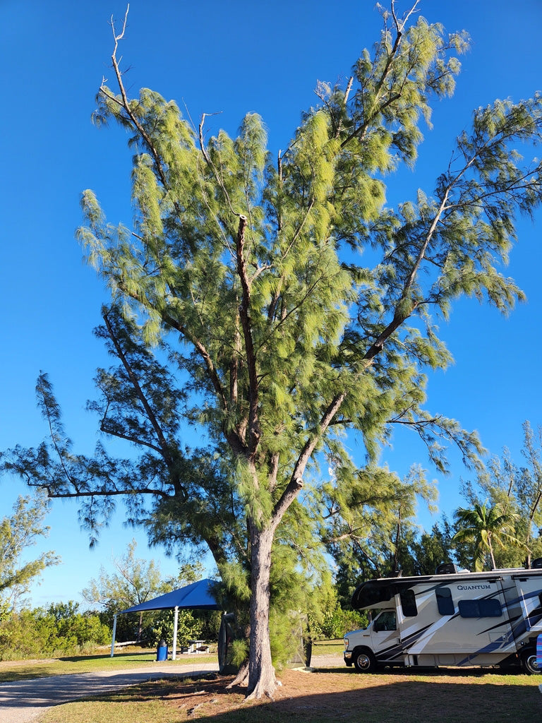 Australian Beach Pine Tree | Premium Seeds | Casuarina equisetifolia | Plants'® - Plants'