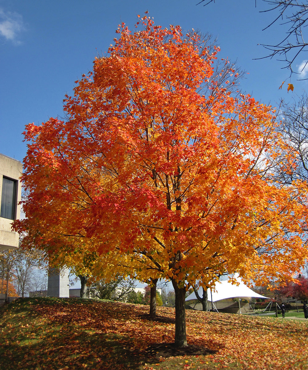 Northern Sugar Maple Tree | Premium Seeds | Acer saccharum 'Summer' |  Plants'® - Plants'