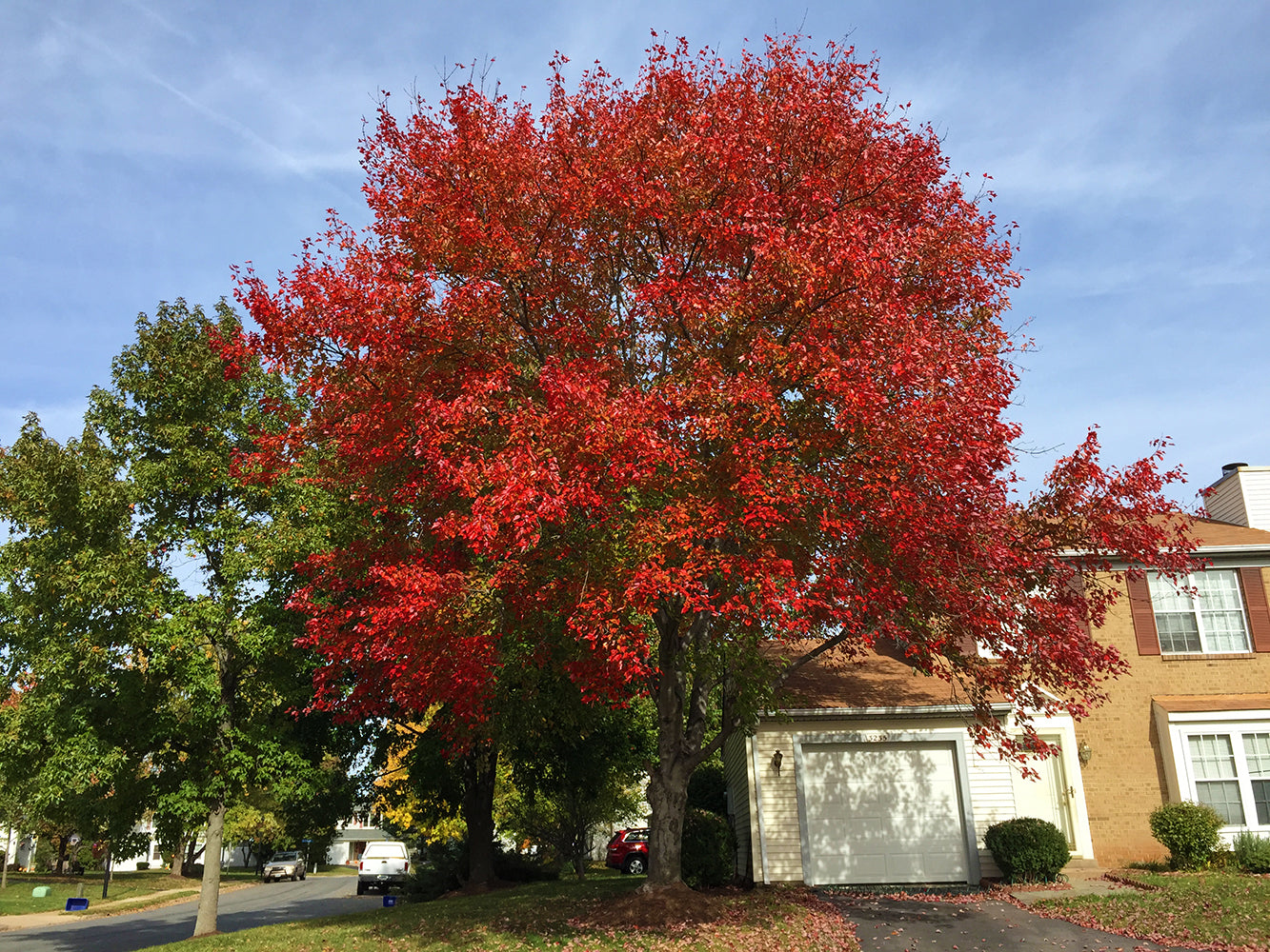 Northern Red Maple Tree | Premium Seeds | Acer rubrum 'Summer' | Plants'® - Plants'