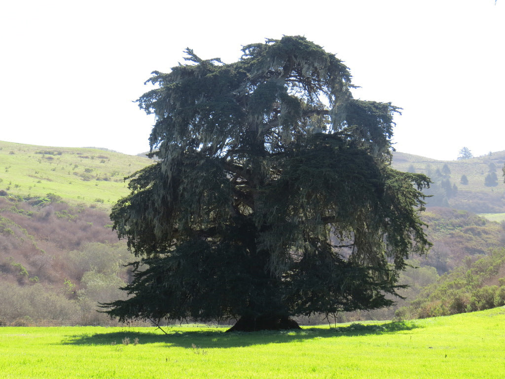 Monterey Cypress Tree | Premium Seeds | Cupressus macrocarpa | Plants'® - Plants'