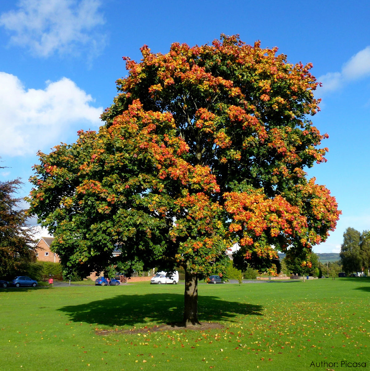 Norway Maple Tree | Premium Seeds | Acer platanoides 'Summer' | Plants'® - Plants'