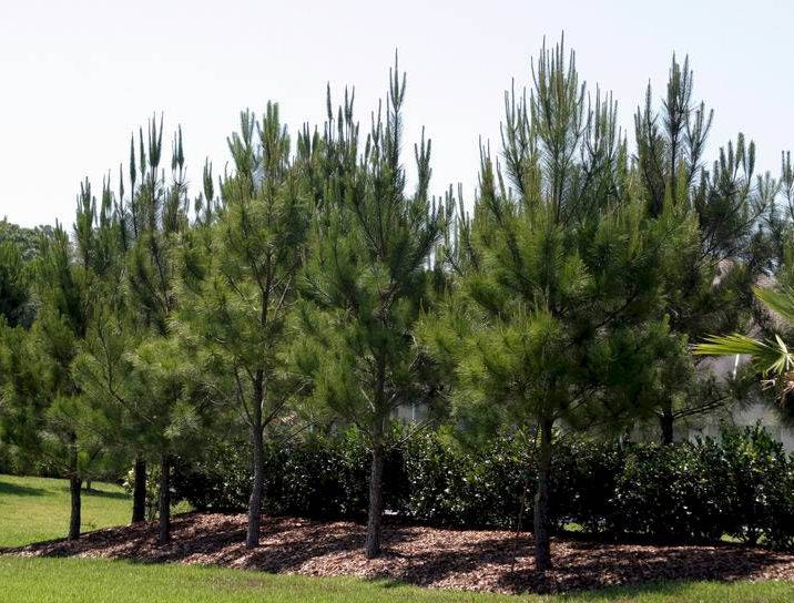 Slash Pine Tree | Premium Seeds | Pinus elliottii | Plants'® - Plants'