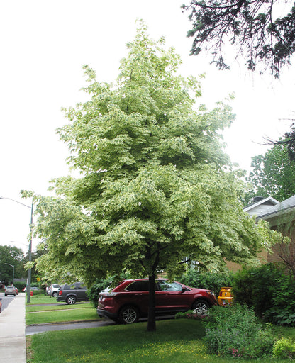 Norway Maple Tree | Premium Seeds | Acer platanoides 'Summer' | Plants'® - Plants'