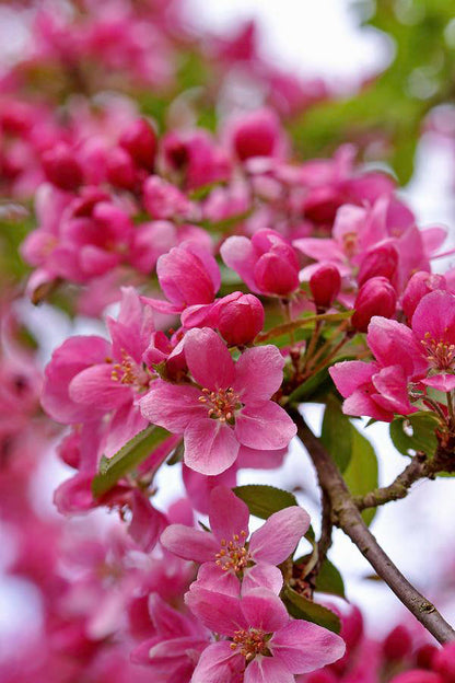 French Wild Apple | Premium Seeds | Malus sylvestris 'Fruit' | Plants'® - Plants'