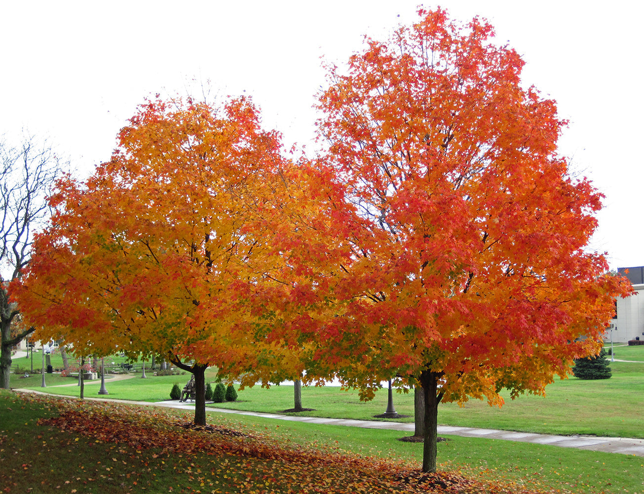 Northern Sugar Maple Tree | Premium Seeds | Acer saccharum 'Summer' |  Plants'® - Plants'