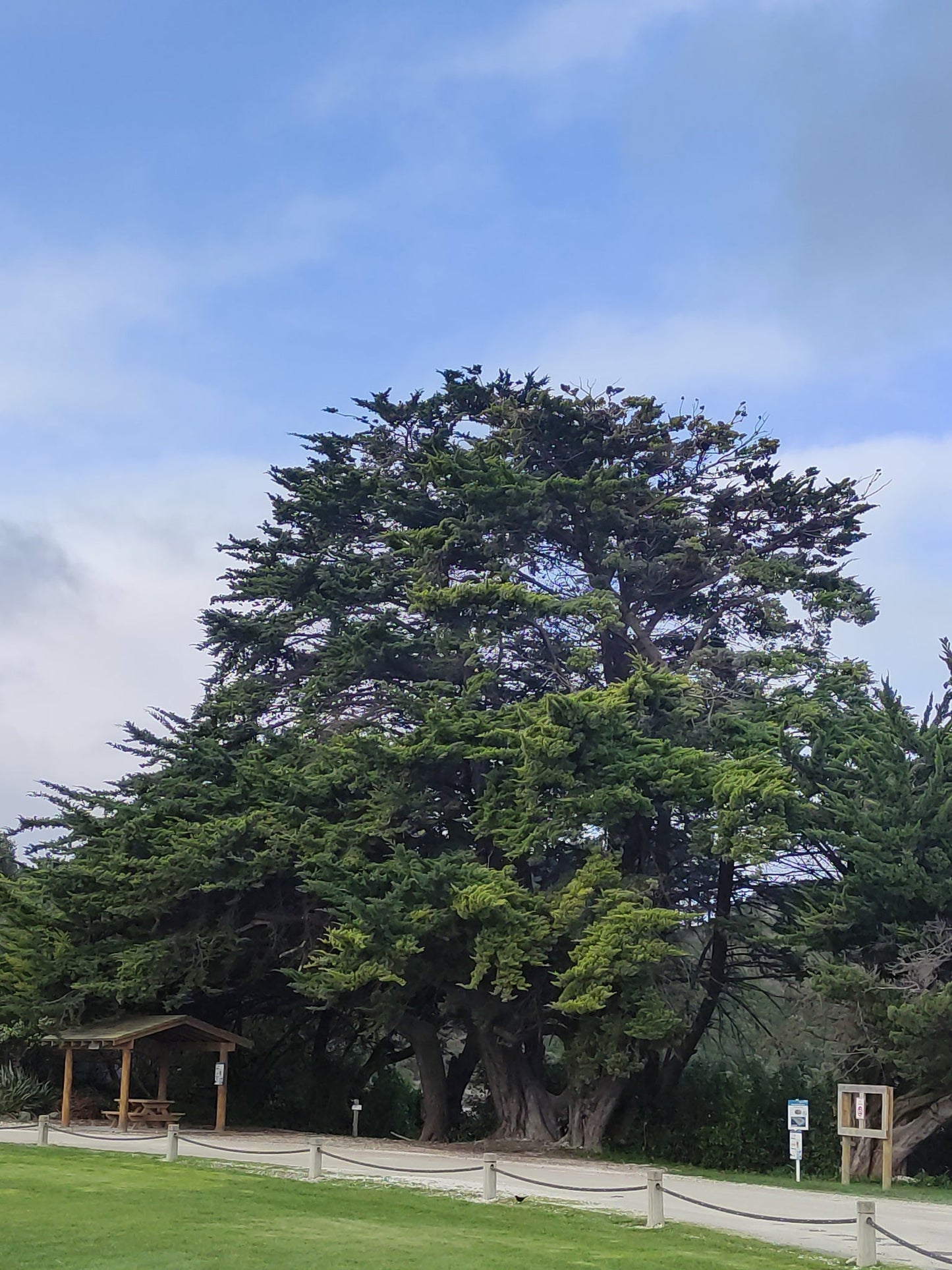 Monterey Cypress Tree | Premium Seeds | Cupressus macrocarpa | Plants'® - Plants'