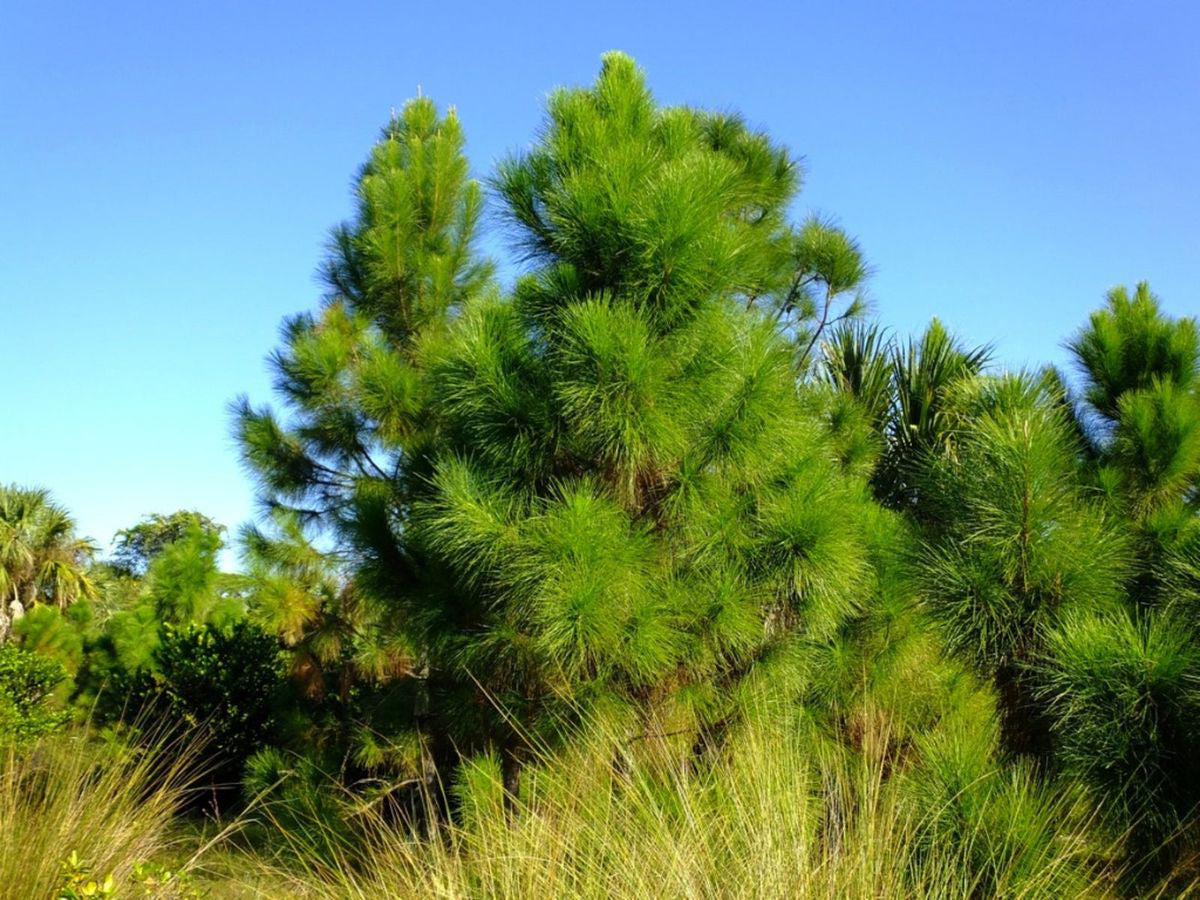 Slash Pine Tree | Premium Seeds | Pinus elliottii | Plants'® - Plants'