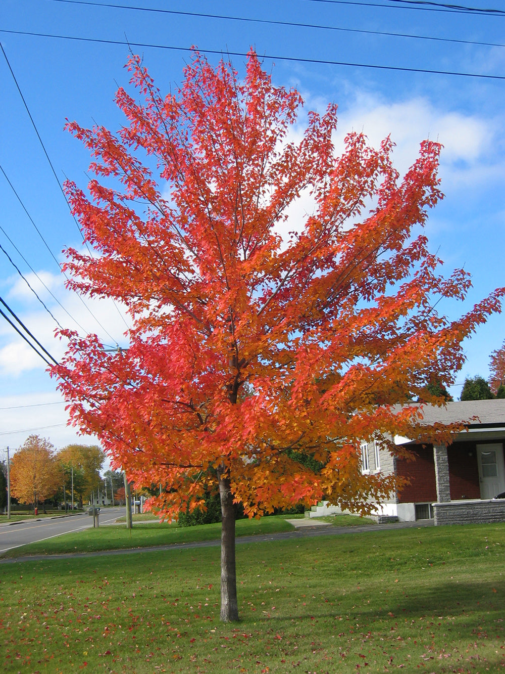 Southern Red Maple Tree | Premium Seeds | Acer rubrum 'Summer' | Plants'® - Plants'