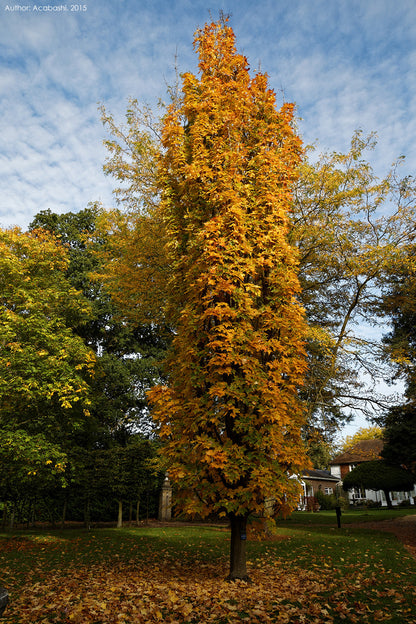 Southern Sugar Maple Tree | Premium Seeds | Acer saccharum 'Summer' | Plants'® - Plants'