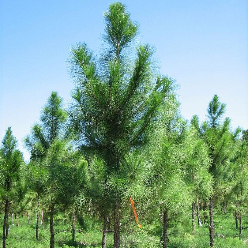 Slash Pine Tree | Premium Seeds | Pinus elliottii | Plants'® - Plants'