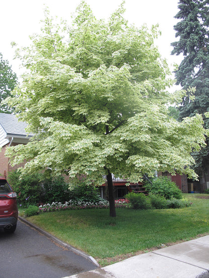 Norway Maple Tree | Premium Seeds | Acer platanoides 'Summer' | Plants'® - Plants'