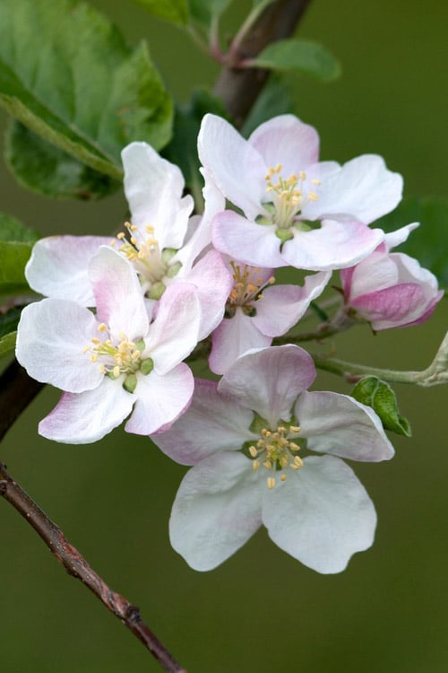 The Apple | Premium Seeds | Malus pumila 'Fruit' | Plants'® - Plants'