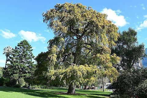 Montezuma Cypress Tree | Premium Seeds | Taxodium mucronatum | Plants'® - Plants'