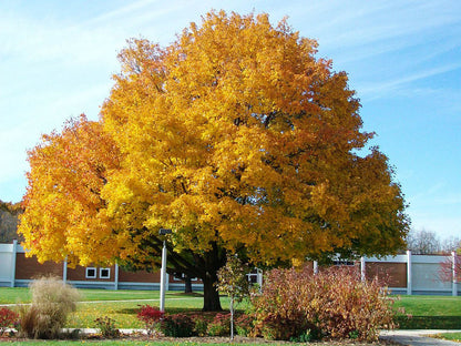 Norway Maple Tree | Premium Seeds | Acer platanoides 'Summer' | Plants'® - Plants'