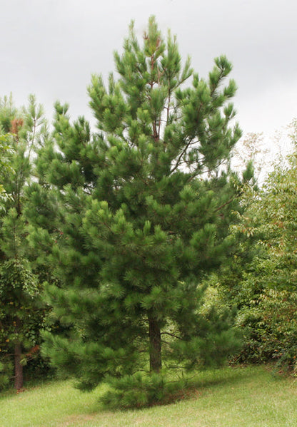 Loblolly Pine Tree | Premium Seeds | Pinus taeda | Plants'® - Plants'