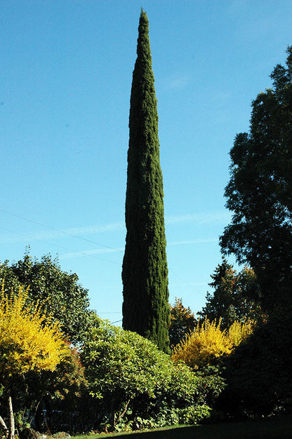 Upright Italian Cypress Tree | Premium Seeds | Cupressus sempervirens 'Stricta' | Plants'® - Plants'