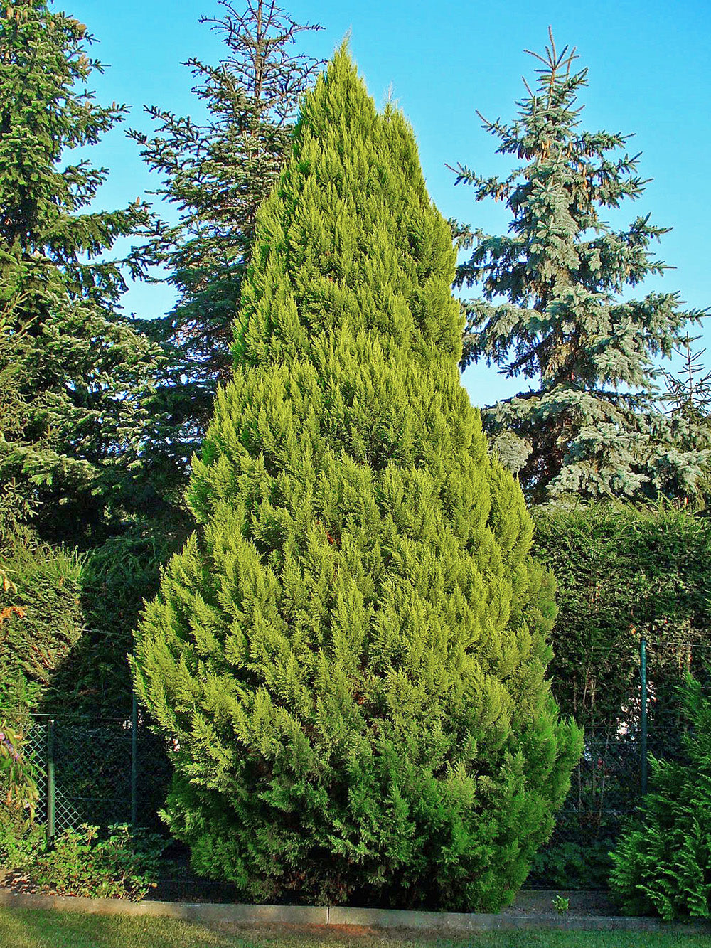 Lawson's Cypress Tree | Premium Seeds | Chamaecyparis lawsoniana | Plants'® - Plants'