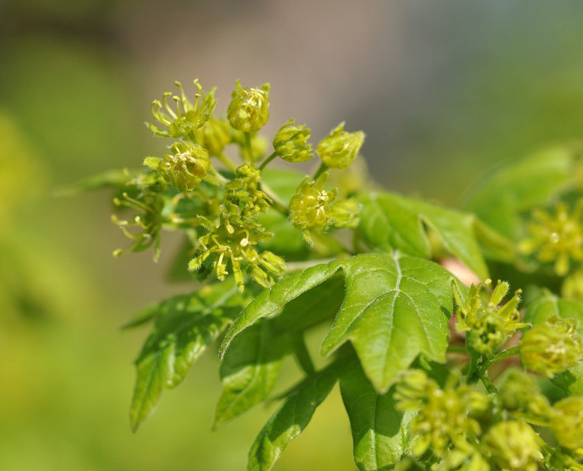 Field Maple Tree | Premium Seeds | Acer campestre 'Fall' | Plants'® - Plants'