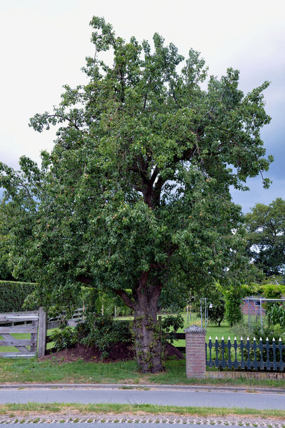 The Pear | Premium Seeds | Pyrus communis 'Fruit' | Plants'® - Plants'