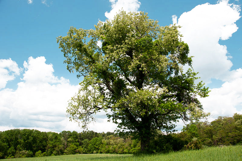 Wild Black Cherry | Premium Seeds | Prunus serotina 'Fruit' | Plants'® - Plants'