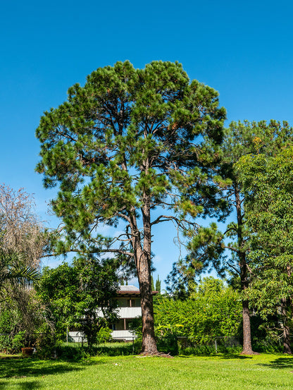 Slash Pine Tree | Premium Seeds | Pinus elliottii | Plants'® - Plants'