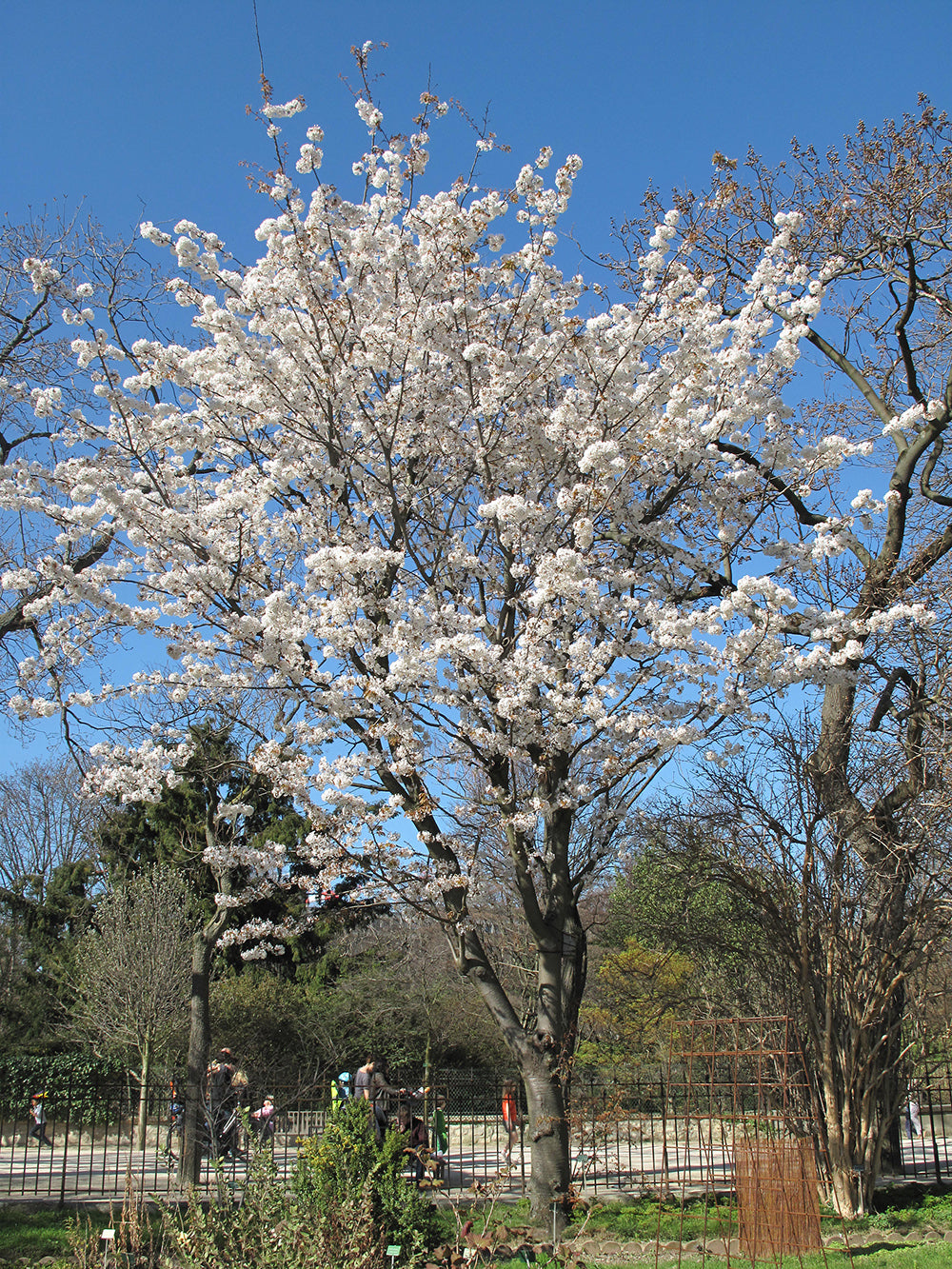 Japanese Sakuranbo Cherry WB | Premium Seeds | Prunus serrulata 'Spontanea' 'Fruit' | Plants'® - Plants'