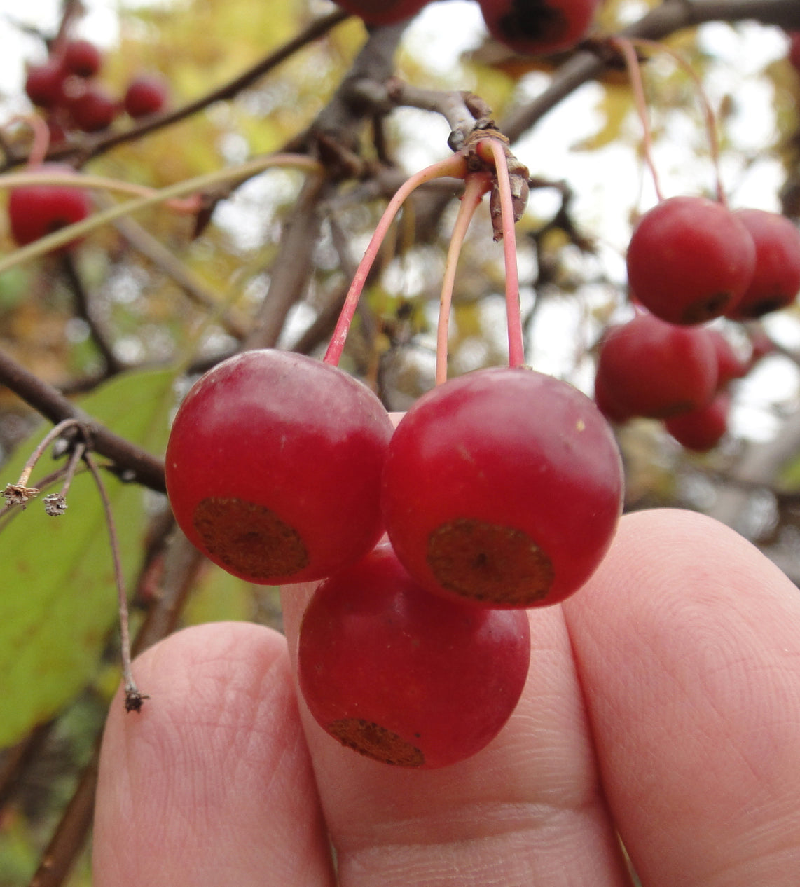 Sargent's Crabapple | Premium Seeds | Malus sargentii 'Fruit' | Plants'® - Plants'